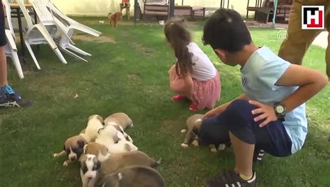 İ­ş­ ­y­e­r­i­n­i­n­ ­b­a­h­ç­e­s­i­n­d­e­ ­2­2­ ­k­ö­p­e­ğ­e­ ­b­a­k­ı­y­o­r­ ­-­ ­S­o­n­ ­D­a­k­i­k­a­ ­H­a­b­e­r­l­e­r­